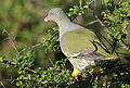 African green pigeon, Treron calvus, Kruger main road near Punda Maria turn-off, Kruger National Park, South Africa (26212565265).jpg