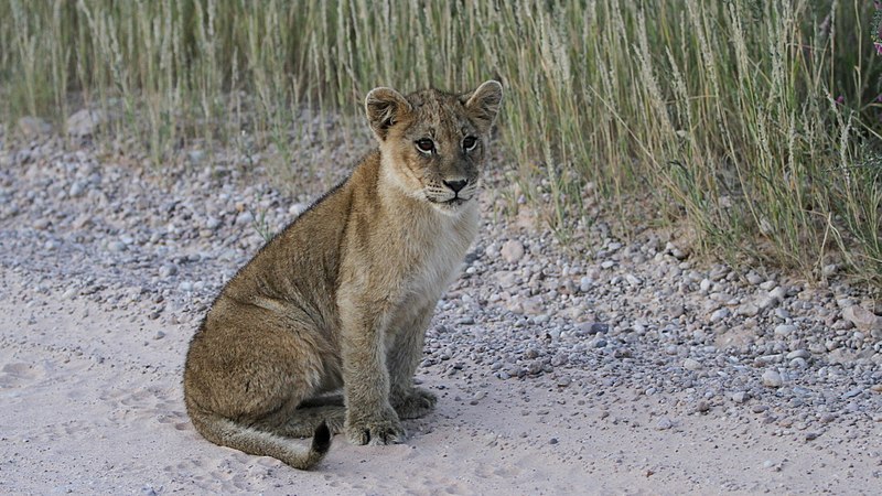 File:African lion, Panthera leo at Kgalagadi Transfrontier Park, Northern Cape, South Africa (34418178350).jpg