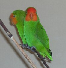 Red faced lovebird Agapornis pullarius.jpg