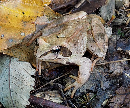Agile frog (Rana dalmatina) (created and nominated by PetarM)