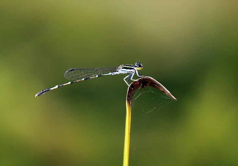 File:Agriocnemis splendidissima-കാട്ടു പുൽചിന്നൻ (3).jpg