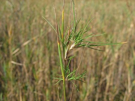 Tập_tin:Agrostis_canina.jpeg