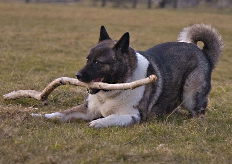 File:Akita playing.jpg