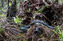 A southern black racer snake slithers across the barrel of junior U.S. Army National Guard sniper Pfc. William Snyder's rifle.