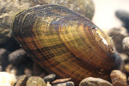 Freshwater bivalve Alasmidonta raveneliana Alasmidonta raveneliana.jpg