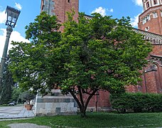 Alberi Vercelli 2.jpg