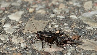 <i>Allonemobius allardi</i> Species of cricket