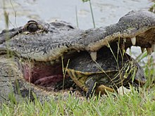 An American alligator in the process of consuming a slider turtle Alligator consuming turtle2.jpg