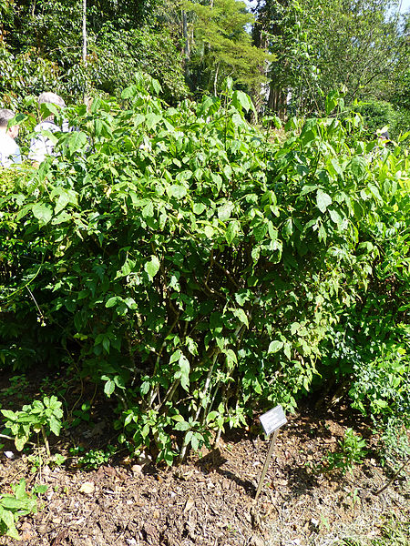 File:Allophyllus cobbe-Jardin botanique de Kandy (2).jpg