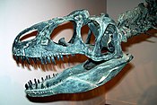 Allosaurus fragilis skull. Allosaurus-crane.jpg