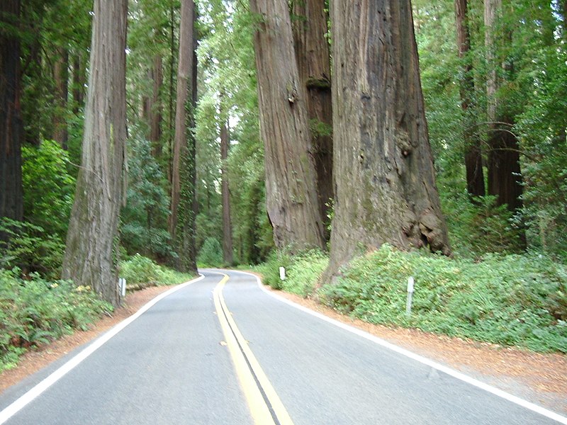 File:Along Avenue Of The Giants, redwood forest. (10303085536).jpg