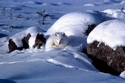 Arctic fox curled up in snow