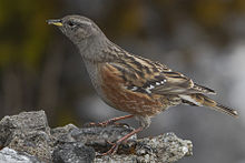 Alpine Accentor Lungthu Pangolakha WLS East Sikkim India 08.11.2015.jpg