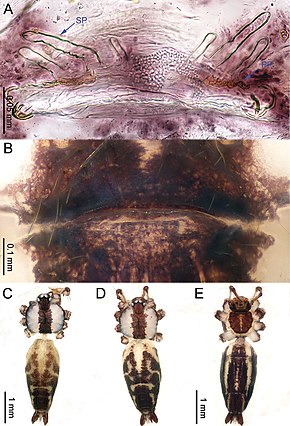 Althepus hongguangi billedbeskrivelse (10.3897-zookeys.776.24432) Figur 8.jpg.