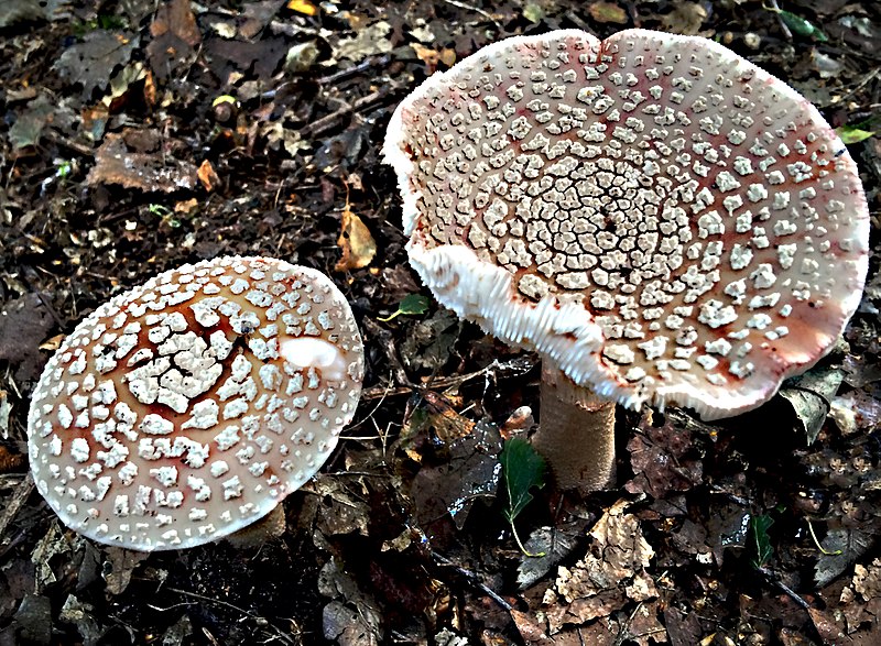 File:Amanita rubescens - the blusher (15166517462).jpg