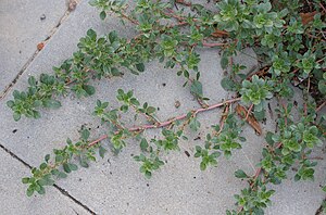 American amaranth (Amaranthus blitoides)