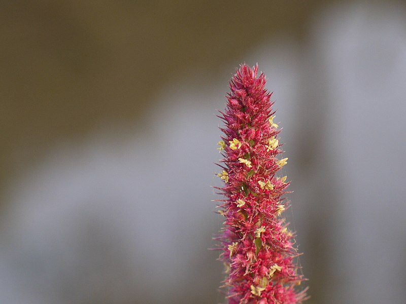 File:Amaranthus cruentus (4170787827).jpg