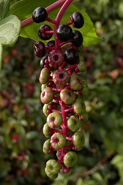 American Pokeweed (Phytolacca americana)