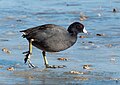 * Nomination American coot in Prospect Park --Rhododendrites 18:37, 23 January 2024 (UTC) * Promotion  Support Good quality. --Plozessor 19:27, 23 January 2024 (UTC)