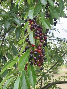 Immature black cherries Amerikaanse vogelkers bessen Prunus serotina.jpg