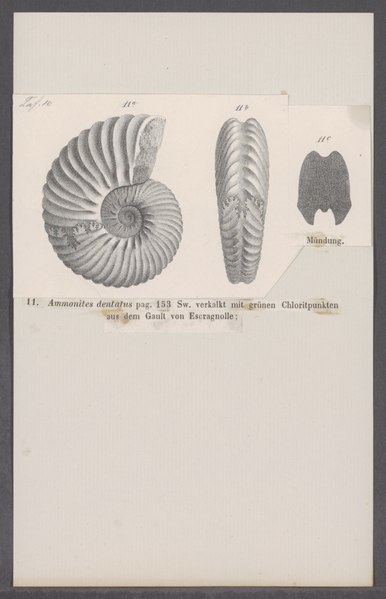 File:Ammonites dentatus - - Print - Iconographia Zoologica - Special Collections University of Amsterdam - UBAINV0274 091 01 0039.tif