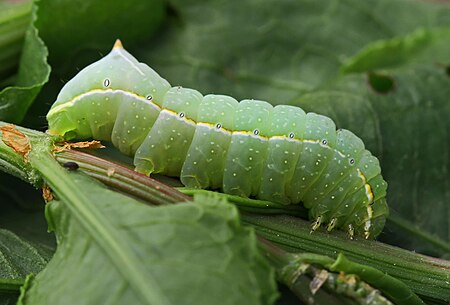 Tập_tin:Amphipyra_berbera_-_caterpillar_(2011-05-03)_02.jpg