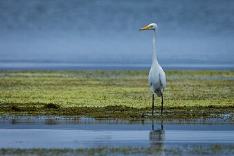 An (Ardea intermedia) standing above the waters of Taal Lake. Photograph: Micluna