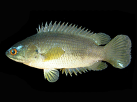 Anabas testudineus.png