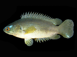 Kiipijäkala (Anabas testudineus)