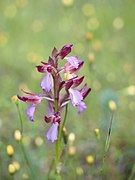 Anacamptis papilionacea