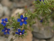 Anagallis foemina