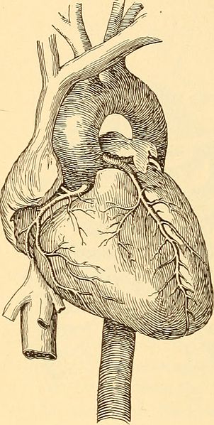 File:Anatomy, physiology and hygiene for high schools (1900) (14594755210).jpg