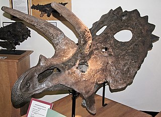 <i>Anchiceratops</i> Extinct genus of dinosaurs