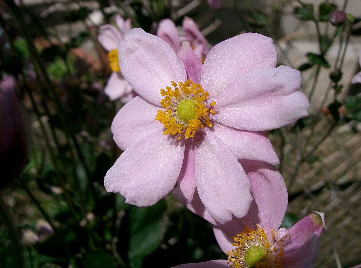 Каталог питомника анемон. Anemone hupehensis. Anemone obtusiloba. Anemone speciosa. Anemone rivularis.