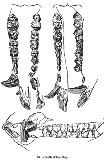 Dentition, as illustrated by Charles Knight Animaldentition susscrofa.png