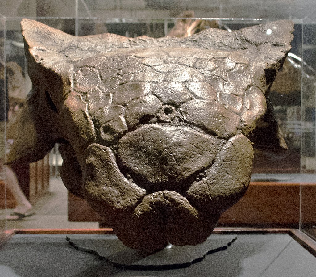 Brown skull cast on a pedestal