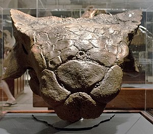 Ankylosaur head - cast - Custer County Montana - Museum of the Rockies - 2013-07-08.jpg