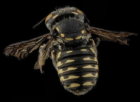 Anthidium_maculifrons