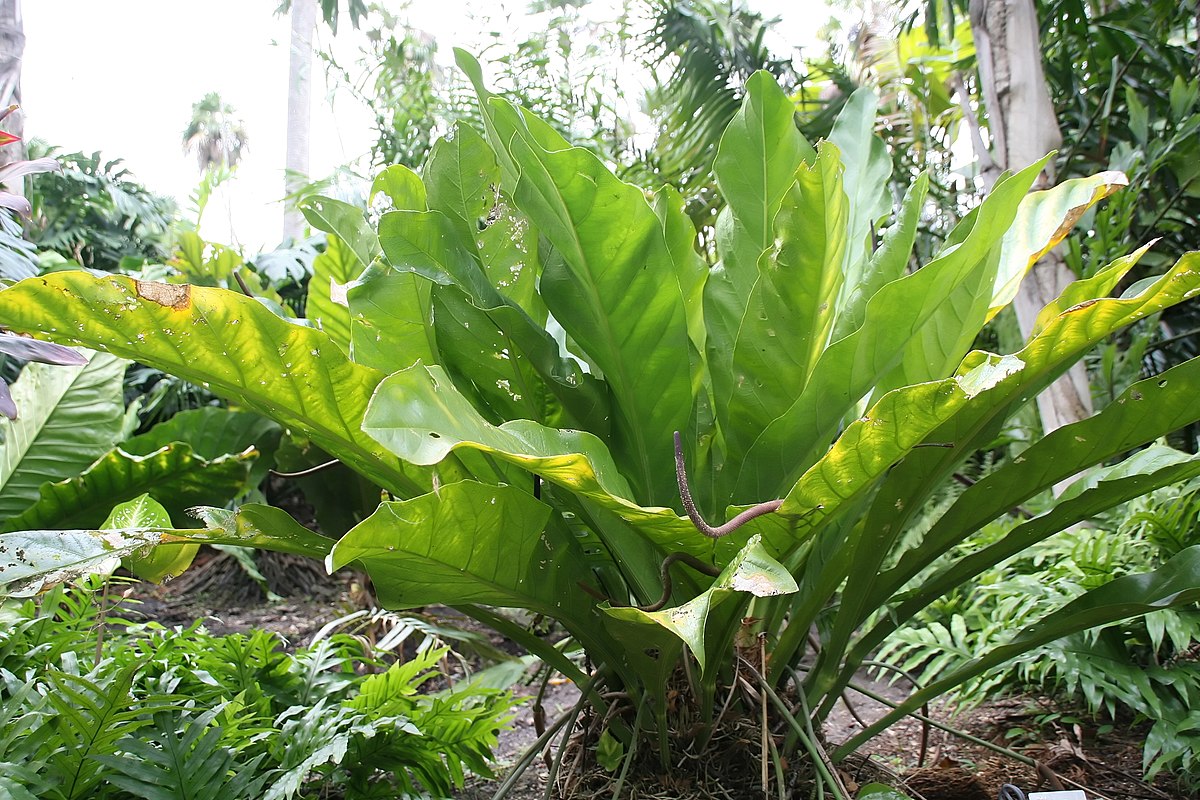  Anthurium crenatum  Wikispecies