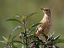 aves De Argentina