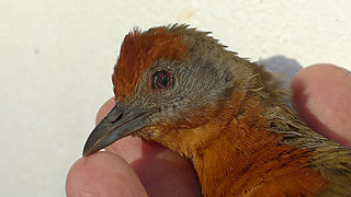 <span class="mw-page-title-main">Russet-crowned crake</span> Species of bird