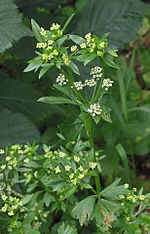 Apium graveolens var. rapaceum flowering.jpg