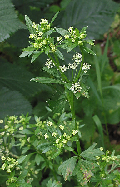 File:Apium graveolens var. rapaceum flowering.jpg