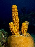 Gambar mini seharga Porifera