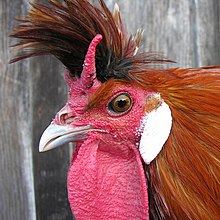 Head of a cock, showing the v-shaped comb Appenzeller Spitzhauben1 PSR (cropped).JPG