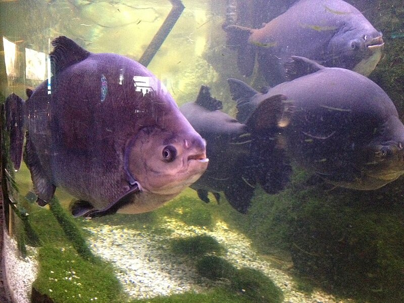 File:Aquarium de Barcelone3.jpg