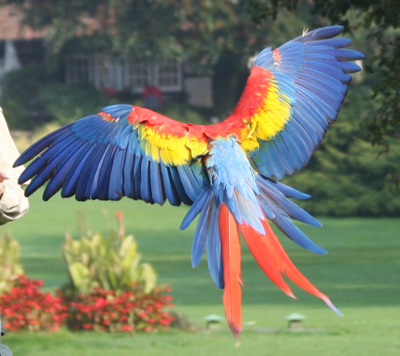 Macaws lights and lamps