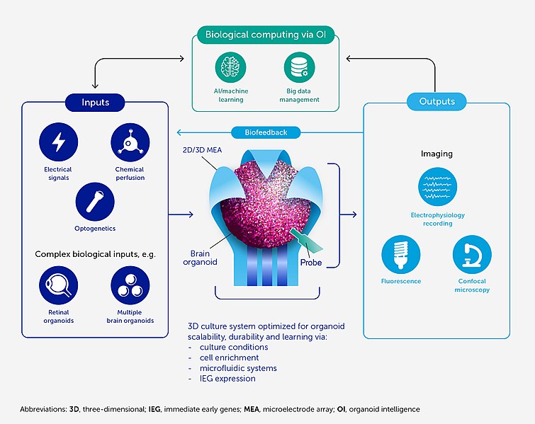 File:Architecture of an OI system for wetware computing.jpg