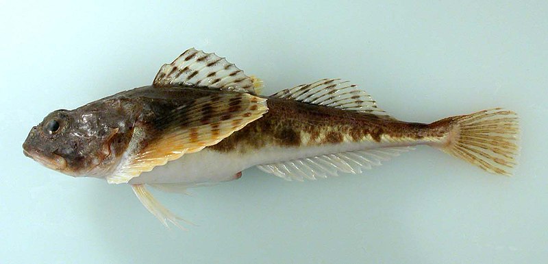 File:ArcticStaghornSculpin-Sheiko.jpg