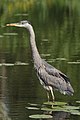 Ardea herodias